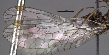 Media type: image;   Entomology 11281 Aspect: front wing